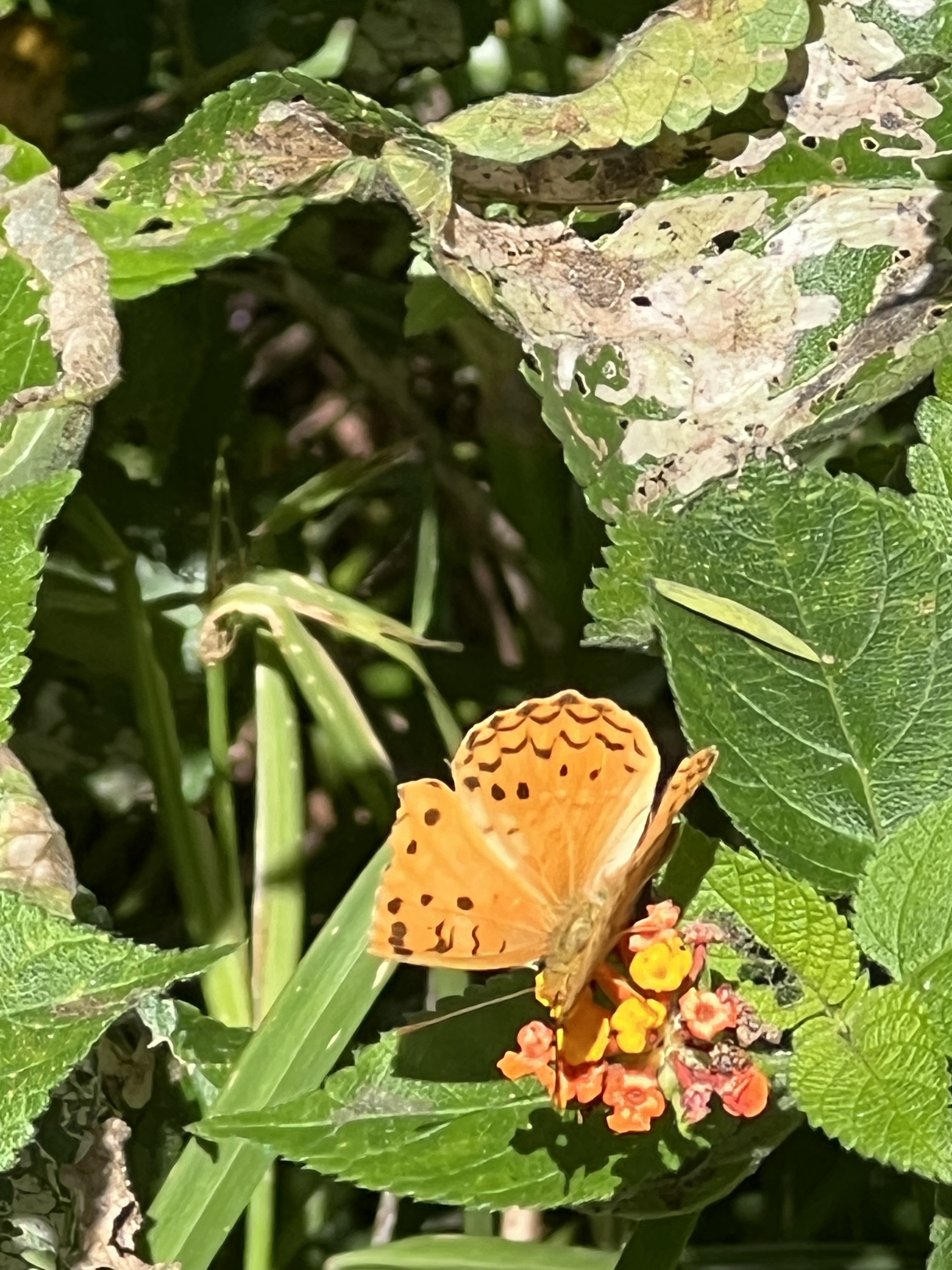 butterfly.jpg